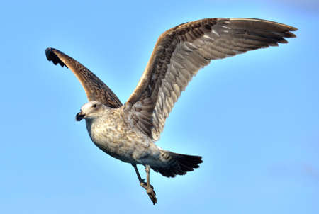 Flying Juvenile Kelp gull (Larus dominicanus), also known as the Dominican gull and Black Backed...