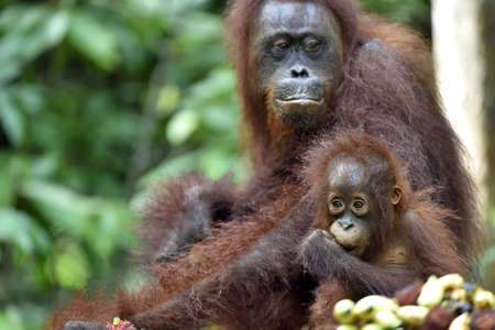 Mother orangutan and cub in a natural habitat. Bornean orangutan (Pongo pygmaeus wurmmbii) in the wild nature. Rainforest of Island Borneo. Indonesia.の写真素材