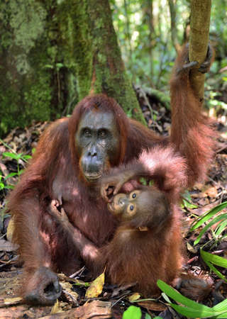 Mother orangutan and cub in a natural habitat. Bornean orangutan (Pongo pygmaeus wurmbii) in the wild nature. Rainforest of Island Borneo. Indonesia.の写真素材