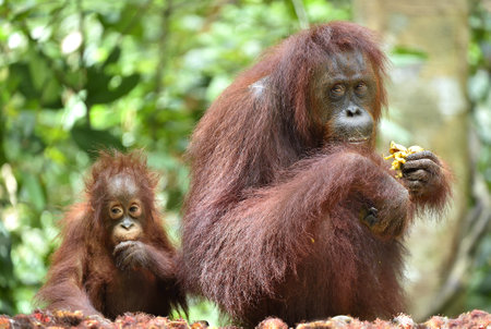 Eating Orangutan mother and cub. In a natural habitat. Bornean orangutan (Pongo pygmaeus wurmbii) in the wild nature. Rainforest of Island Borneo. Indonesia.の写真素材