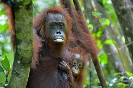 Mother orangutan and cub in a natural habitat. Bornean orangutan (Pongo pygmaeus wurmbii) in the wild nature. Rainforest of Island Borneo. Indonesia.の写真素材