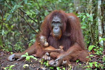 Mother orangutan and cub in a natural habitat. Bornean orangutan (Pongo pygmaeus wurmbii) in the wild nature. Rainforest of Island Borneo. Indonesia.の写真素材