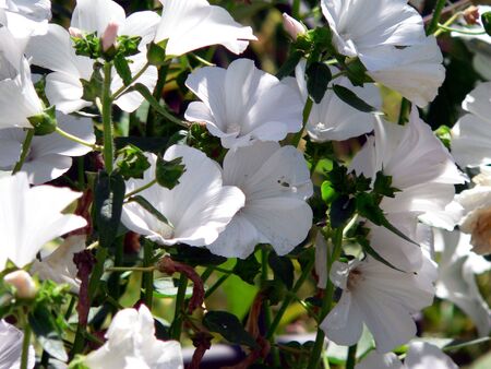 Marshmallow Mallowsの写真素材