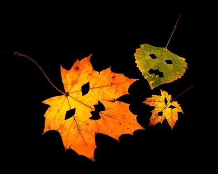 One colorful fall leaf with cut out pumpkin face on a white background の写真素材