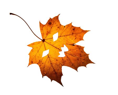 One colorful fall leaf with cut out pumpkin face on a white background の写真素材
