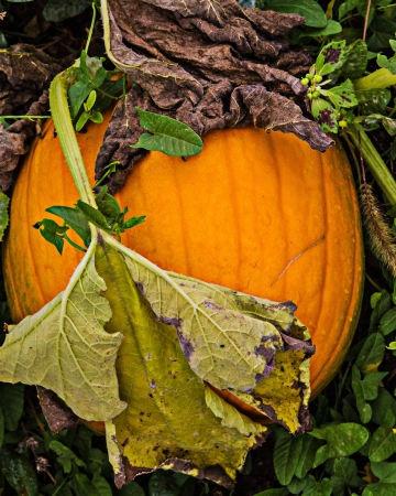 Large orange pumpkin waiting to be harvested with whithering vines and leaves resting on its surface.の写真素材