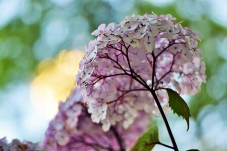 Hydrangeaの写真素材