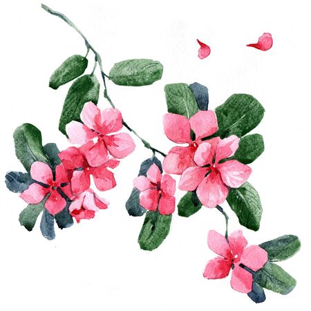 Watercolor flowers in a classical style on a white backgroundの写真素材