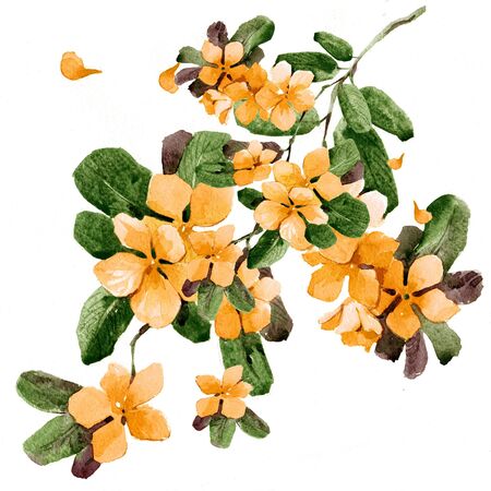 Watercolor flowers in a classical style on a white backgroundの写真素材