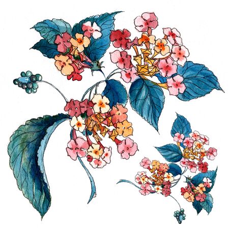 Watercolor flowers in a classical style on a white backgroundの写真素材