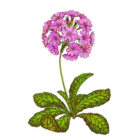 Flower spring primrose primula isolated on white background.の写真素材