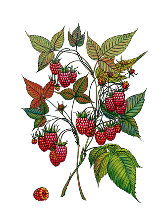 Raspberry branch. Wild berry. Medicinal Herbs.の写真素材