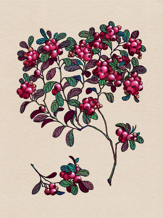 Branch of cowberry. Wild berry. Medicinal Herbs.の写真素材