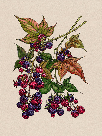 Blackberry branch. Wild berry. Medicinal Herbs.の写真素材