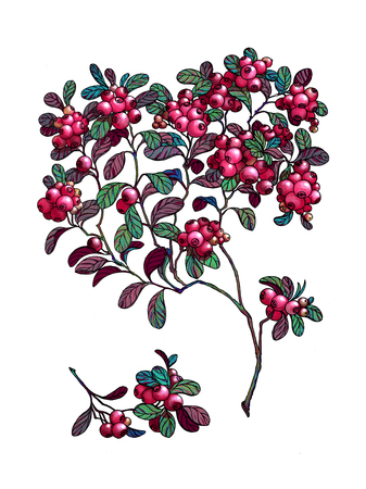 Branch of cowberry. Wild berry. Medicinal Herbs.の写真素材