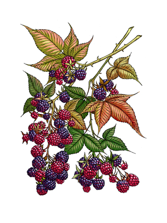 Blackberry branch. Wild berry. Medicinal Herbs.の写真素材