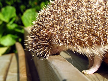 Small hedgehog in the stairsの写真素材