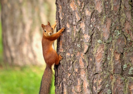 Red squirrel on a tree