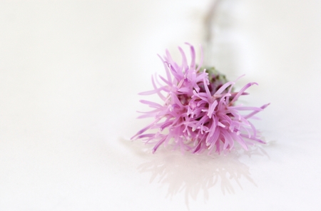 Wild purple flower on whiteの写真素材