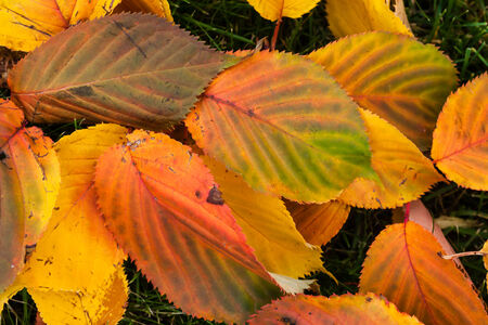 Colorful autumn leaves on the groundの写真素材