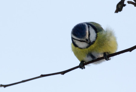 Blue tit on a branchの写真素材