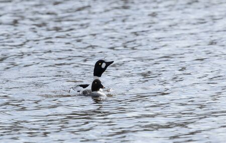 Goldeneye couple mating in a lakeの写真素材