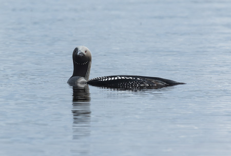 Blackthroated diver swimmingの写真素材