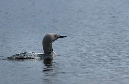 Blackthroated diver swimmingの写真素材