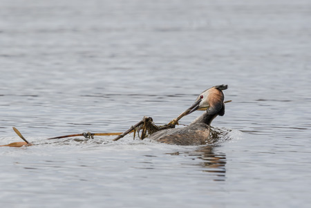 Great crested grebeの写真素材