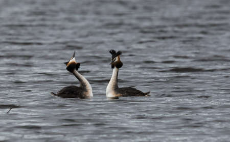 Great crested grebes matingの写真素材