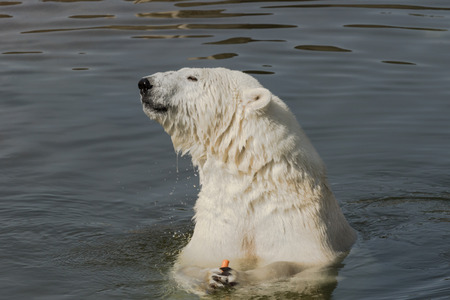 Polar bear eating carrotの写真素材