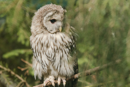 Ural owl on a branch in a zooの写真素材