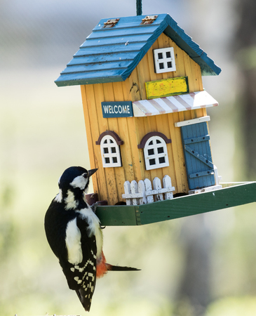 Great spotted woodpecker visiting a feeding placeの写真素材