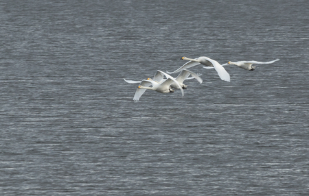 Whooper swans flying up in the blue skyの写真素材