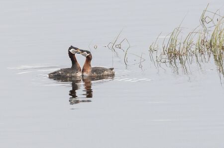 Red-necked grebes mating