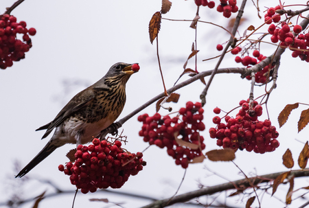 Fieldfare on a rowan tree red berry in the  beakの写真素材