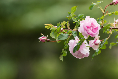 Rosa pimpinellifolia Poppius bloomingの写真素材
