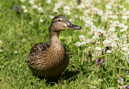 Mallard eating grass on lawnの写真素材
