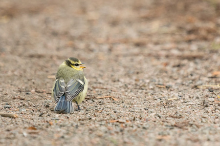Blue tit baby on groundの写真素材
