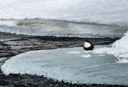White-throated dipper on iceの写真素材
