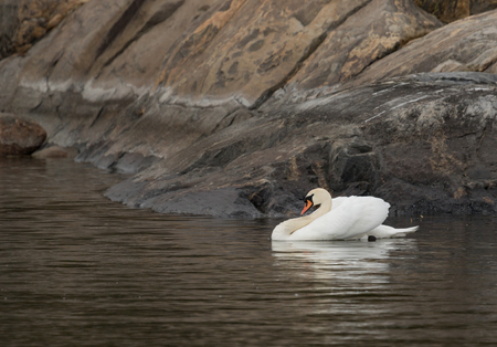 Mute swan at archipelagoの写真素材