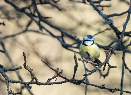 Blue tit in springtimeの写真素材