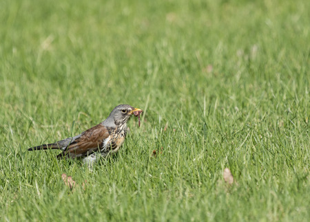 Filedfare with a catch in a beakの写真素材
