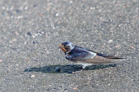 Barn swallow on asphaltの写真素材