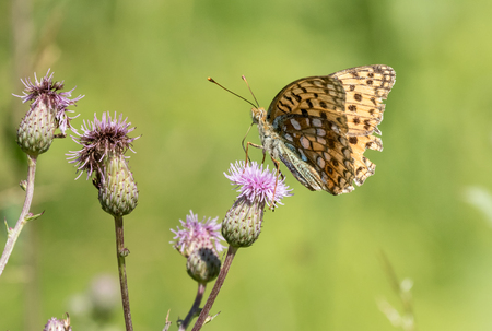 High brown fritillary on a thistle flowerの写真素材