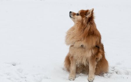 Small dog in the middle of snowの写真素材