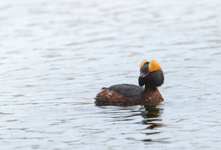 Slavonian grebe swimming on a pondの写真素材