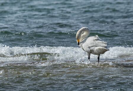 Whooper swan in the middle of sea wavesの写真素材