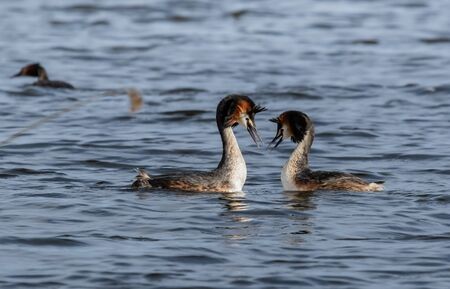 Great Crested Grebes bondingの写真素材