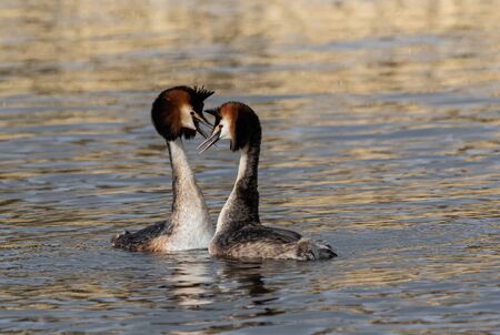 Great Crested Grebes bondingの写真素材
